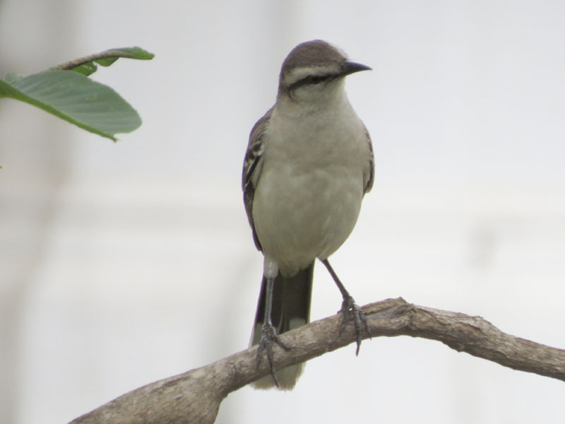 マミジロマネシツグミ, Mimus saturninus