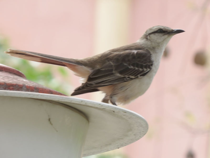 マミジロマネシツグミ, Mimus saturninus