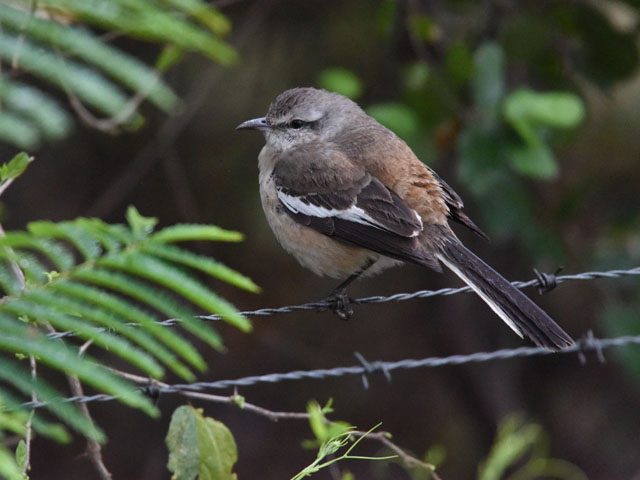 �n�W���}�l�V�c�O�~ (Mimus triurus)