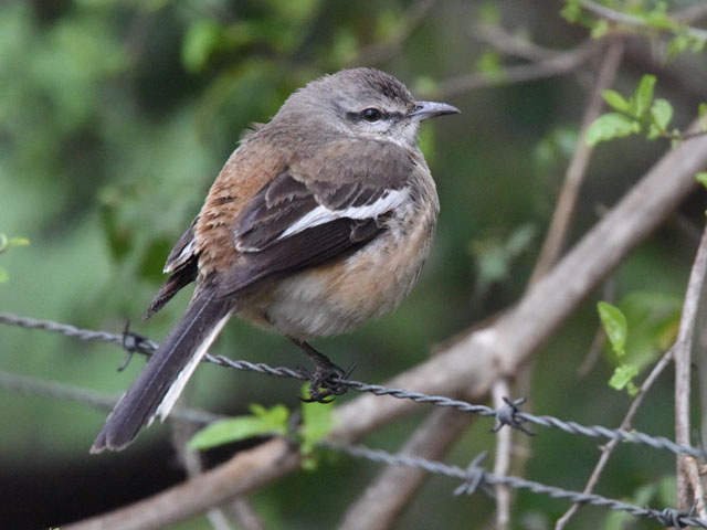 �n�W���}�l�V�c�O�~ (Mimus triurus)
