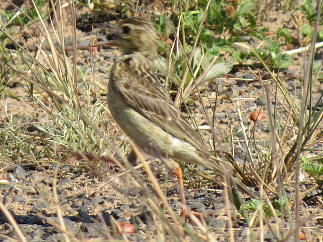 キムネタヒバリ, Anthus nattereri