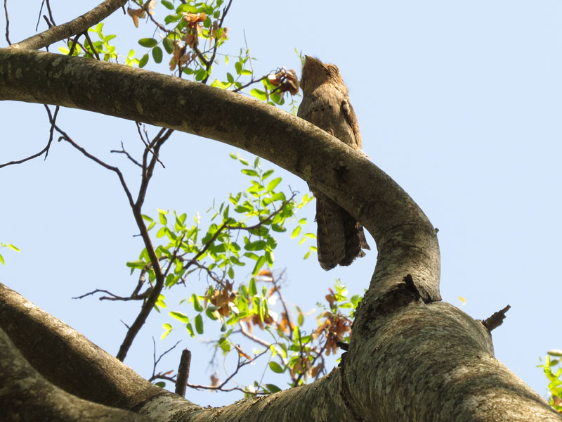 �n�C�C���^�`���^�J, Nyctibius griseus