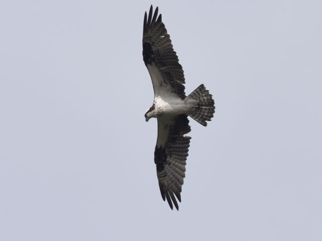 �~�T�S, Pandion haliaetus