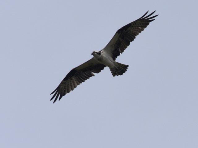 �~�T�S, Pandion haliaetus