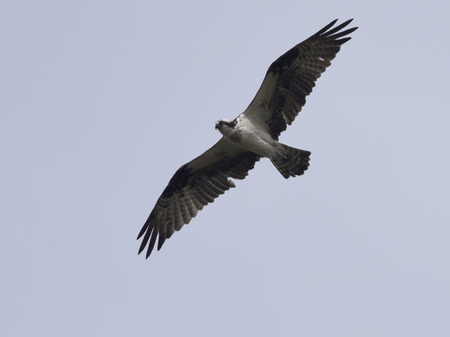 �~�T�S, Pandion haliaetus