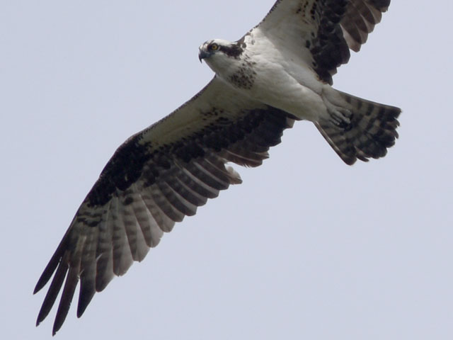 �~�T�S, Pandion haliaetus