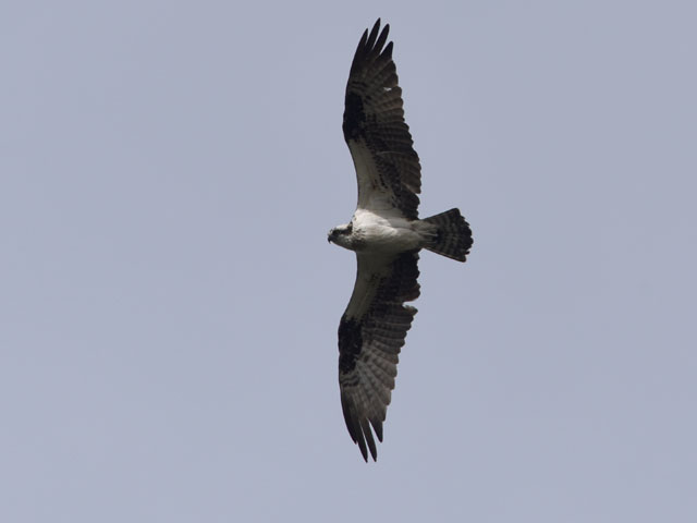 �~�T�S, Pandion haliaetus
