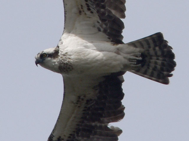 �~�T�S, Pandion haliaetus
