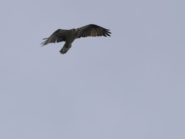 �~�T�S, Pandion haliaetus