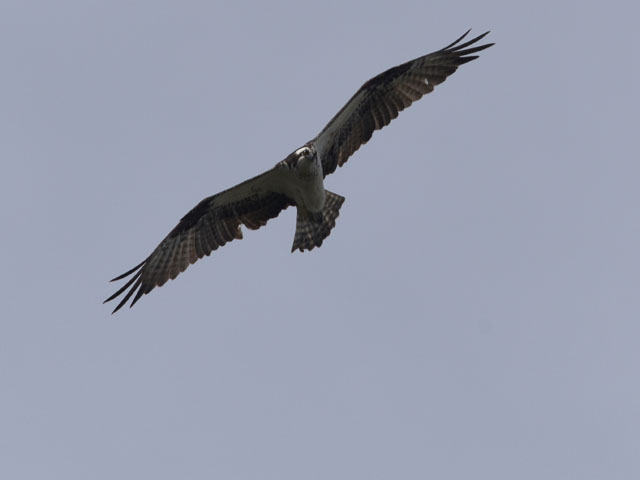 �~�T�S, Pandion haliaetus