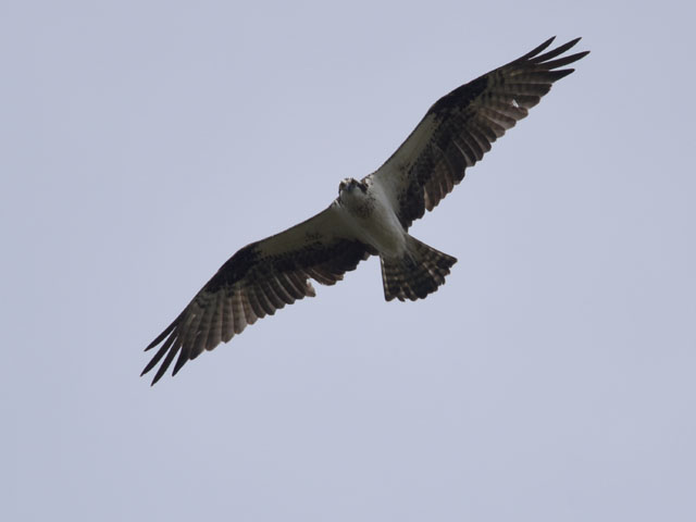 �~�T�S, Pandion haliaetus