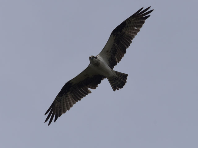 �~�T�S, Pandion haliaetus