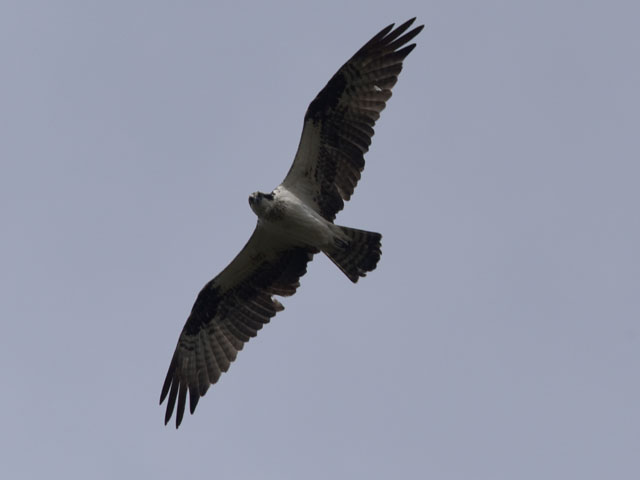�~�T�S, Pandion haliaetus