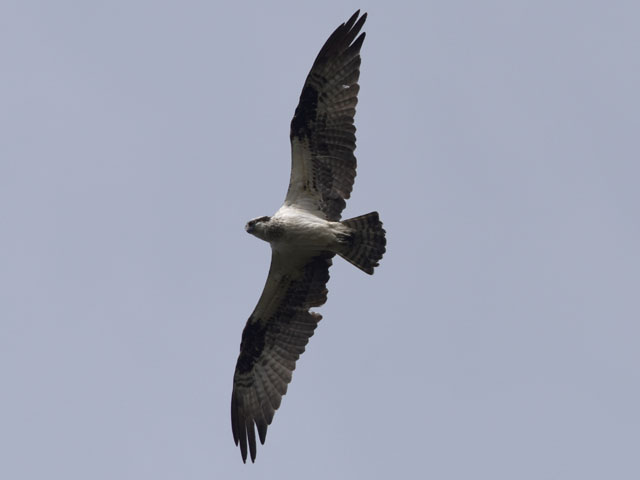 �~�T�S, Pandion haliaetus