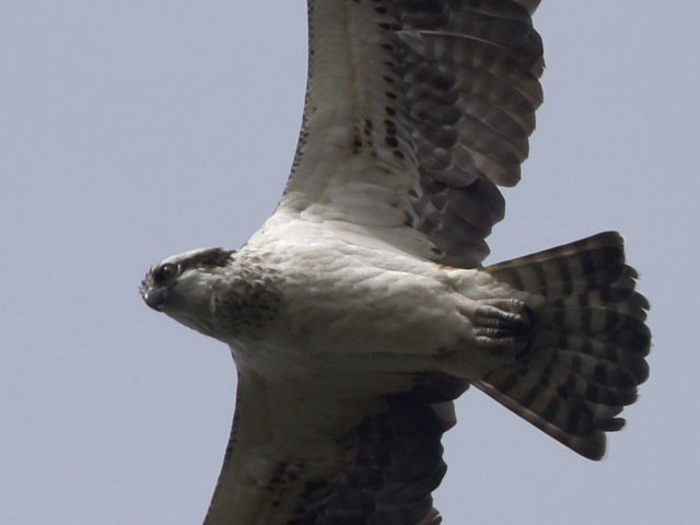 �~�T�S, Pandion haliaetus