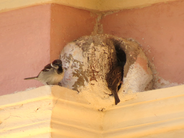 イエスズメ, Passer domesticus