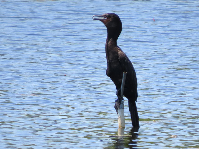 �i���x�C�q���E, Phalacrocorax brasilianus