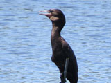 ナンベイヒメウ, Phalacrocorax brasilianus