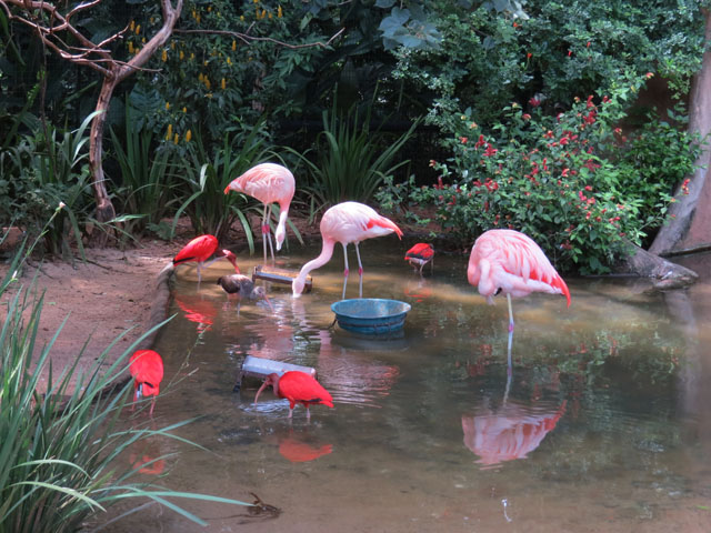 �`���[�t���~���S, Phoenicopterus chilensis