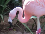 チリーフラミンゴ, Phoenicopterus chilensis