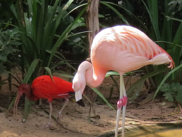 �`���[�t���~���S, Phoenicopterus chilensis