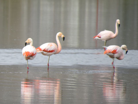 �`���[�t���~���S, Phoenicopterus chilensis