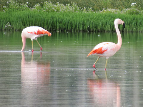 �`���[�t���~���S, Phoenicopterus chilensis