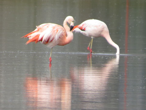 �`���[�t���~���S, Phoenicopterus chilensis