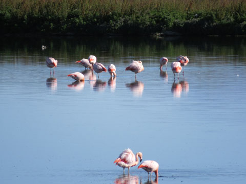 �`���[�t���~���S, Phoenicopterus chilensis