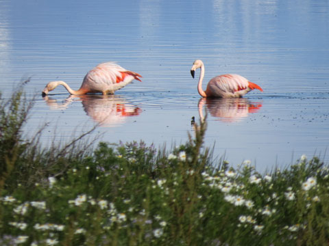 �`���[�t���~���S, Phoenicopterus chilensis