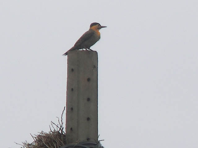 アリツカゲラ, Colaptes campestris