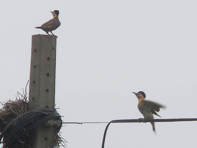 アリツカゲラ, Colaptes campestris