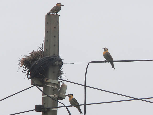 アリツカゲラ, Colaptes campestris
