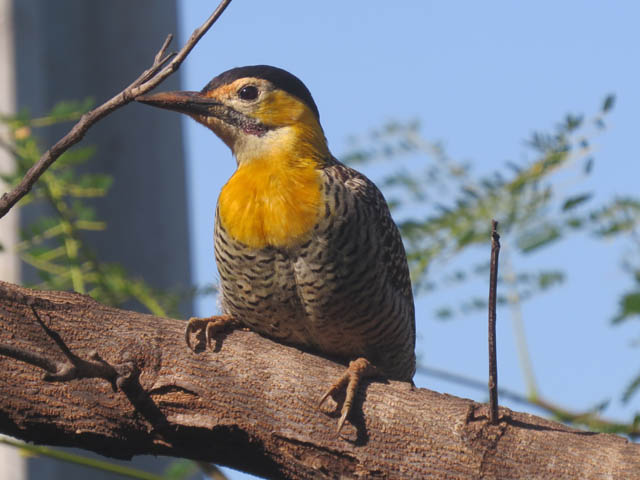 アリツカゲラ, Colaptes campestris