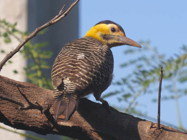 アリツカゲラ, Colaptes campestris