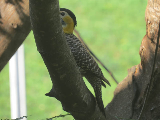 アリツカゲラ, Colaptes campestris