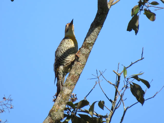 アリツカゲラ, Colaptes campestris