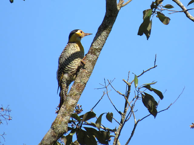 アリツカゲラ, Colaptes campestris