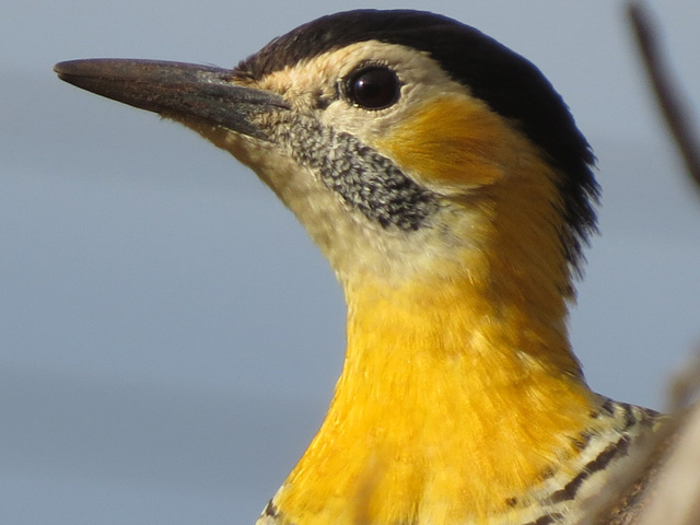 アリツカゲラ, Colaptes campestris