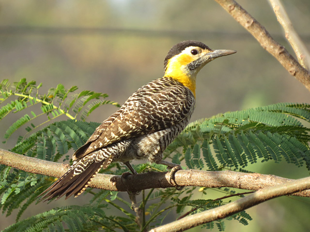 アリツカゲラ, Colaptes campestris