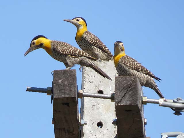 アリツカゲラ, Colaptes campestris