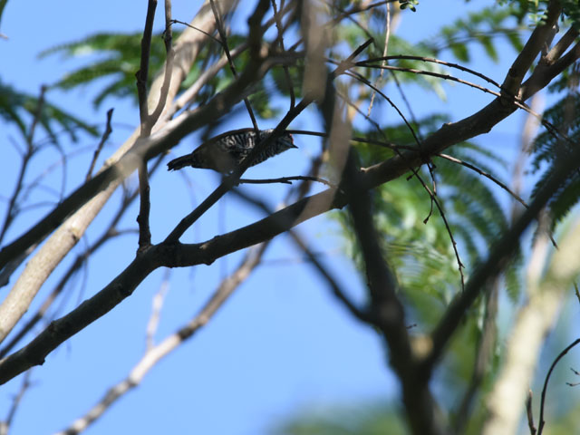 �V���X�W�q���L�c�c�L (Picumnus cirratus)