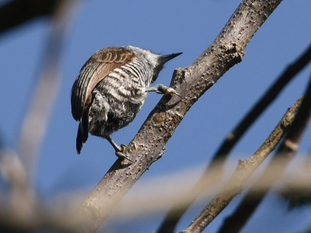 �V���X�W�q���L�c�c�L (Picumnus cirratus)