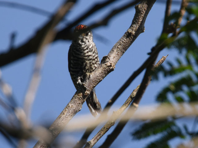 �V���X�W�q���L�c�c�L (Picumnus cirratus)