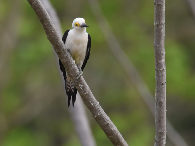 �V���L�c�c�L (Melanerpes candidus)