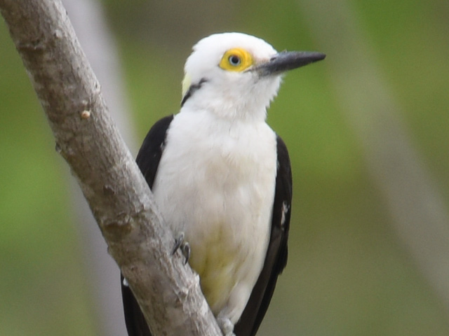 シロキツツキ (Melanerpes candidus)