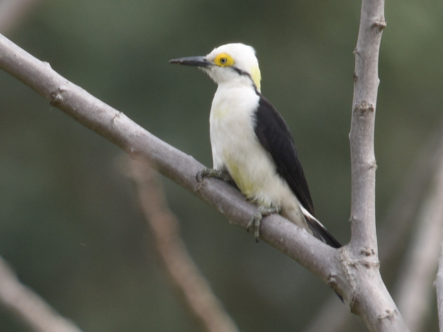 �V���L�c�c�L (Melanerpes candidus)