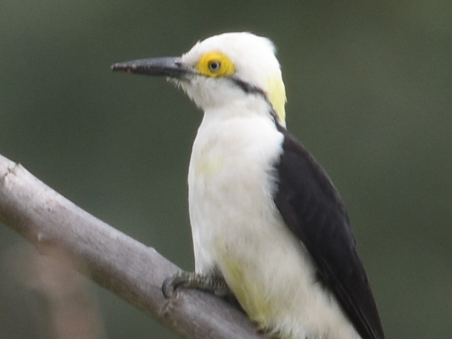シロキツツキ (Melanerpes candidus)