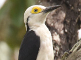 シロキツツキ (Melanerpes candidus)