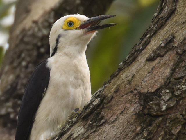 シロキツツキ (Melanerpes candidus)